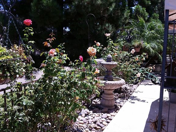 Patio Roses