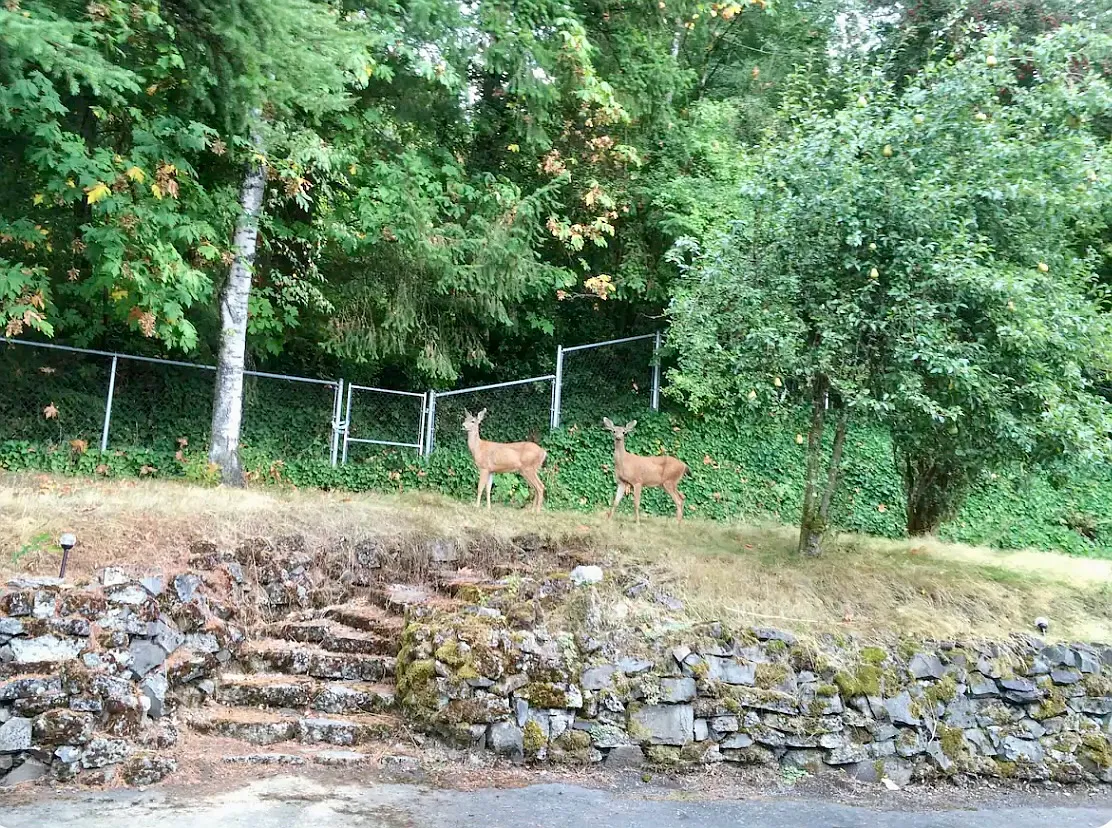 SE Tenino Ct, Happy Valley — Photo 4