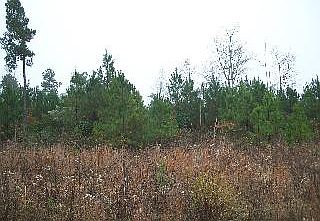 2nd image of 1100 Grover Wilson Rd