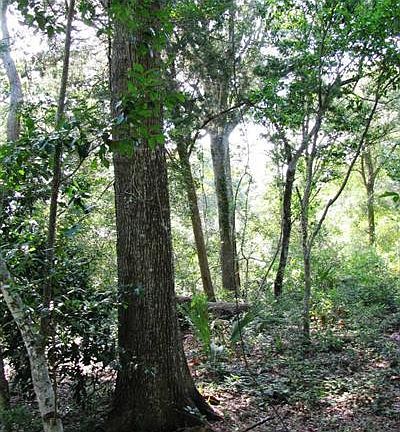 4th image of 9 Laurel Cherry Court