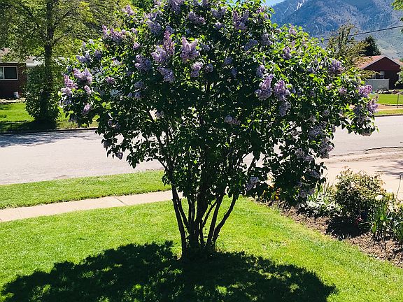 Spring Fragrant Lilacs!