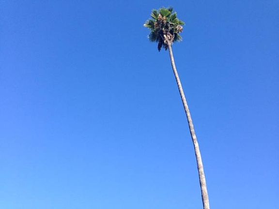 palm tree above