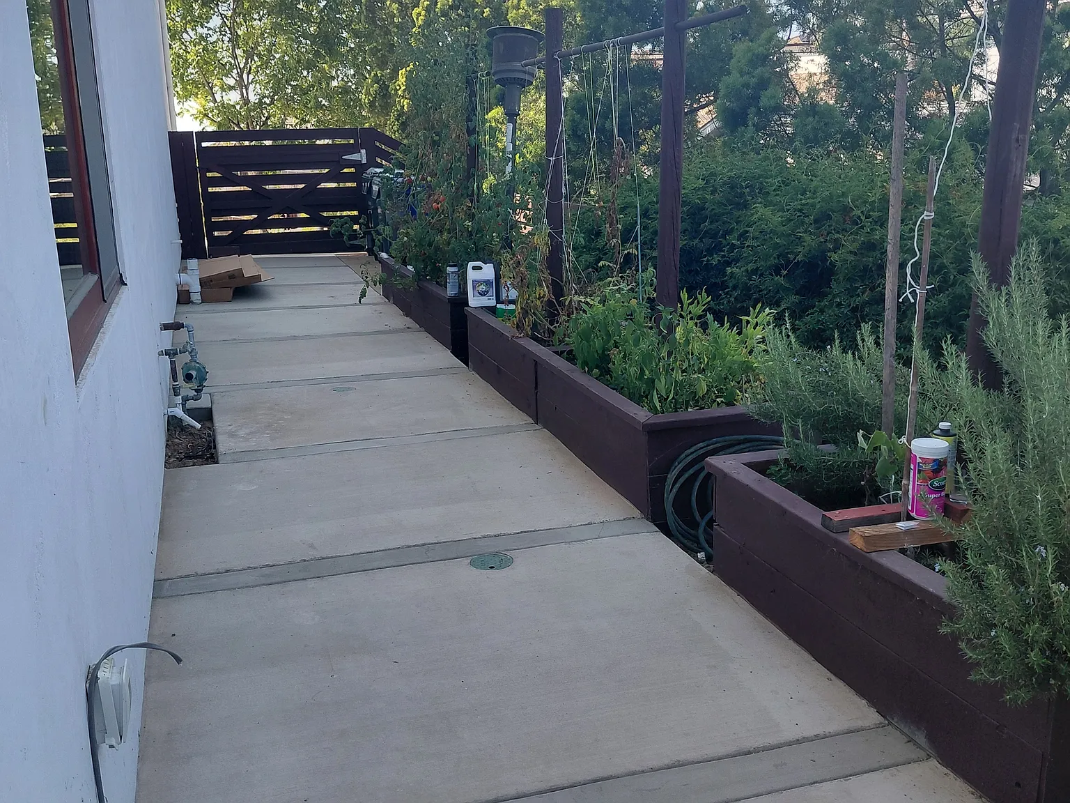 401 Washingtonia - 1 — Photo 3