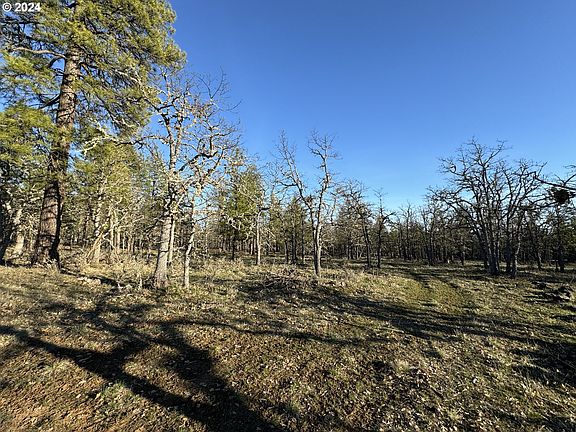 3rd image of Piney Woods #2