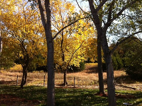 back yard fall