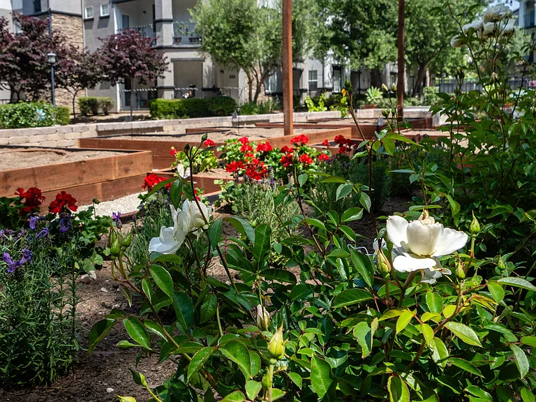 Lush Greenery and Mixed Flowers in Resident Gardening Area