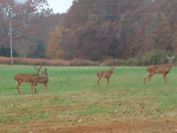 Deer in the front yard 