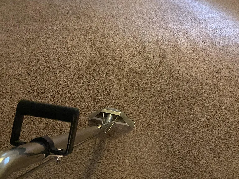 Professionally steamed carpets