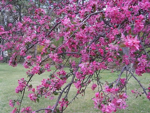Springtime Flowers