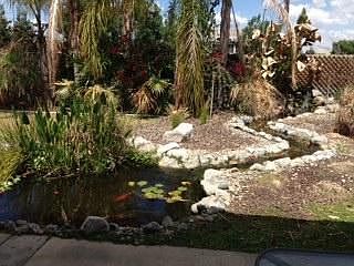Koi Pond