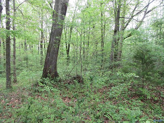 4th image of 570 County Road 319