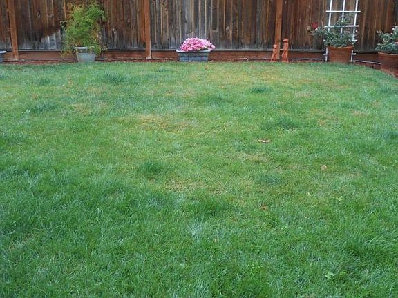 Maintained Backyard