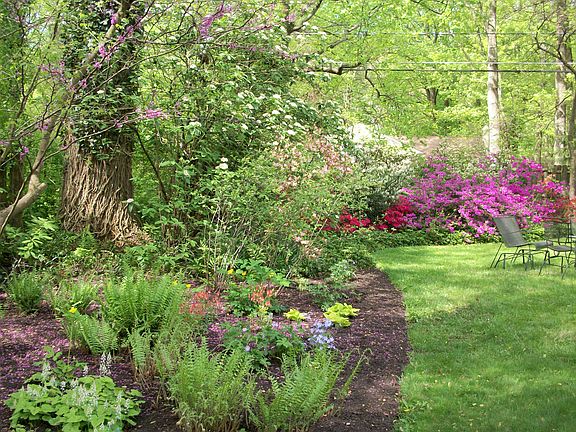 Backyard in Spring