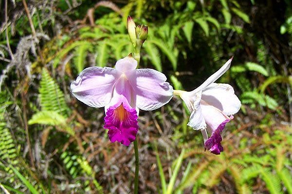 Gorgeous Bamboo Orchid growing wild on lot 484, Mauna Kea Road.