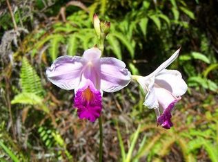 Lot 484 Mauna Kea Rd #P, Pahoa, HI 96778