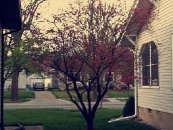 Pink Dogwood in bloom