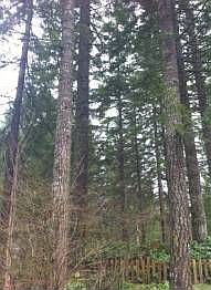 1st image of 17329 426th Ave SE
