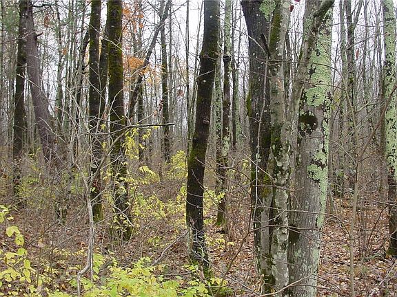 3rd image of 4.4 Acres on Koeppler Rd.