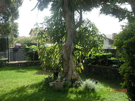 yard