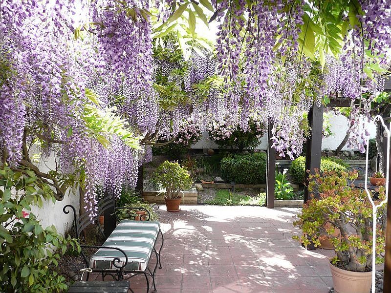Wisteria, Back Patio