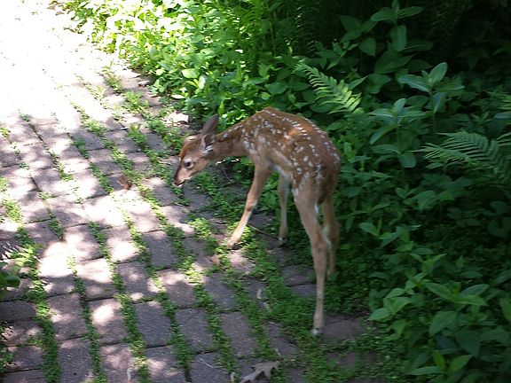 fawn/neighborhood wildlife