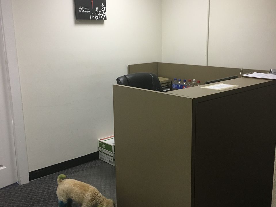 Dog not included with rental :)
