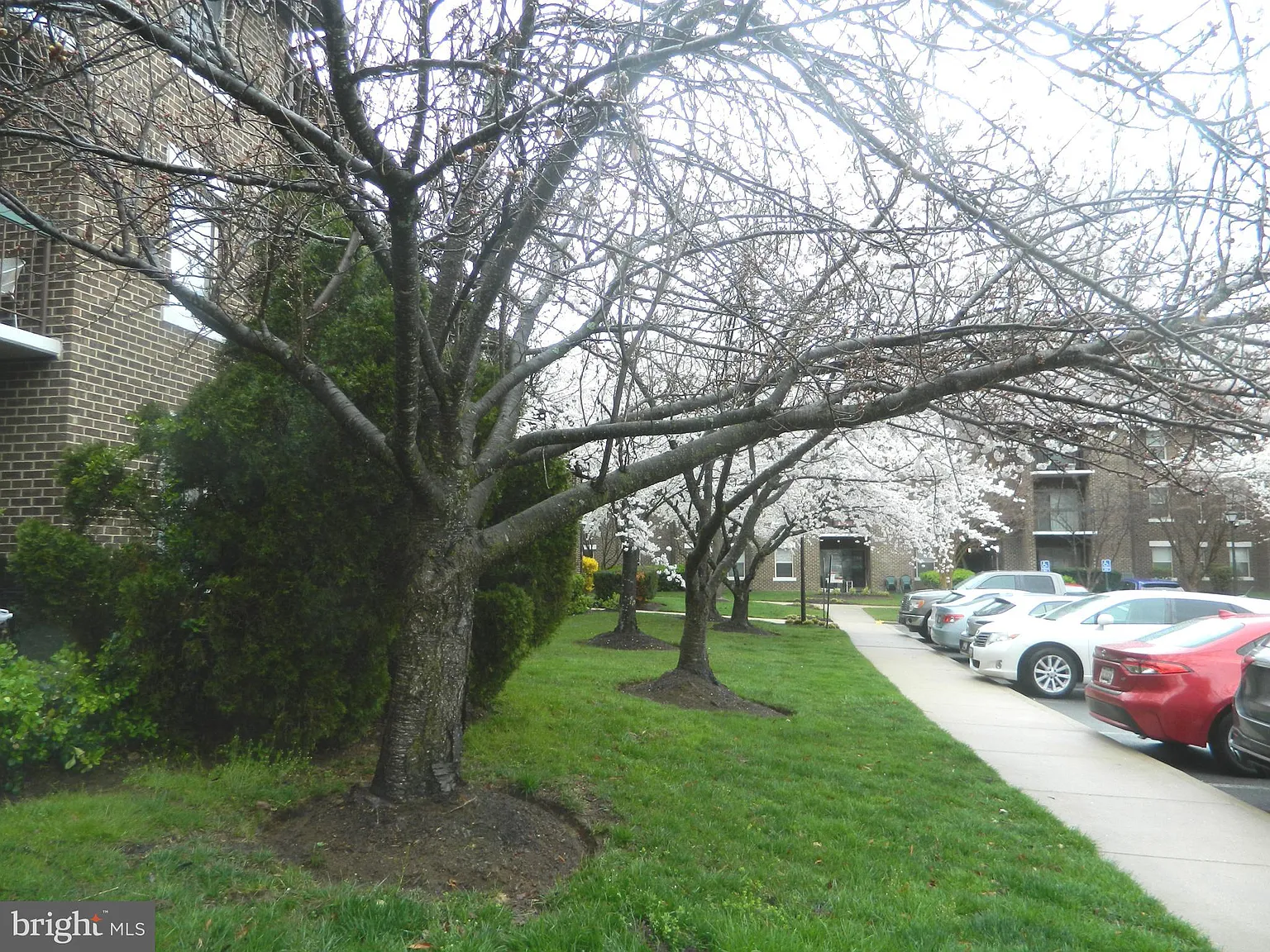 Willow Wood Codm — Photo 2