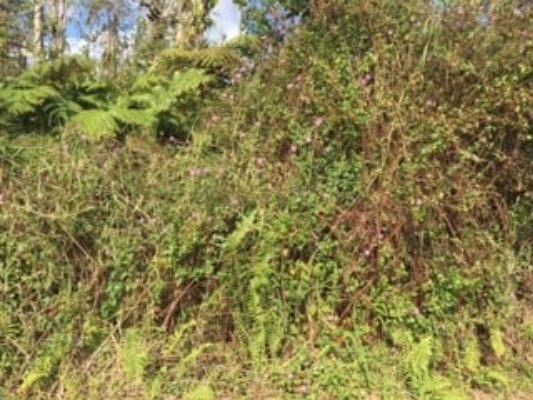 5th image of Kumukahi Rd Lot 52