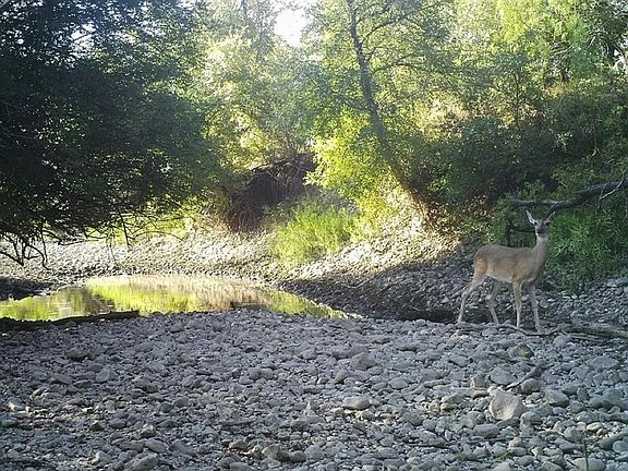 5th image of 594 Cross Creek Ln