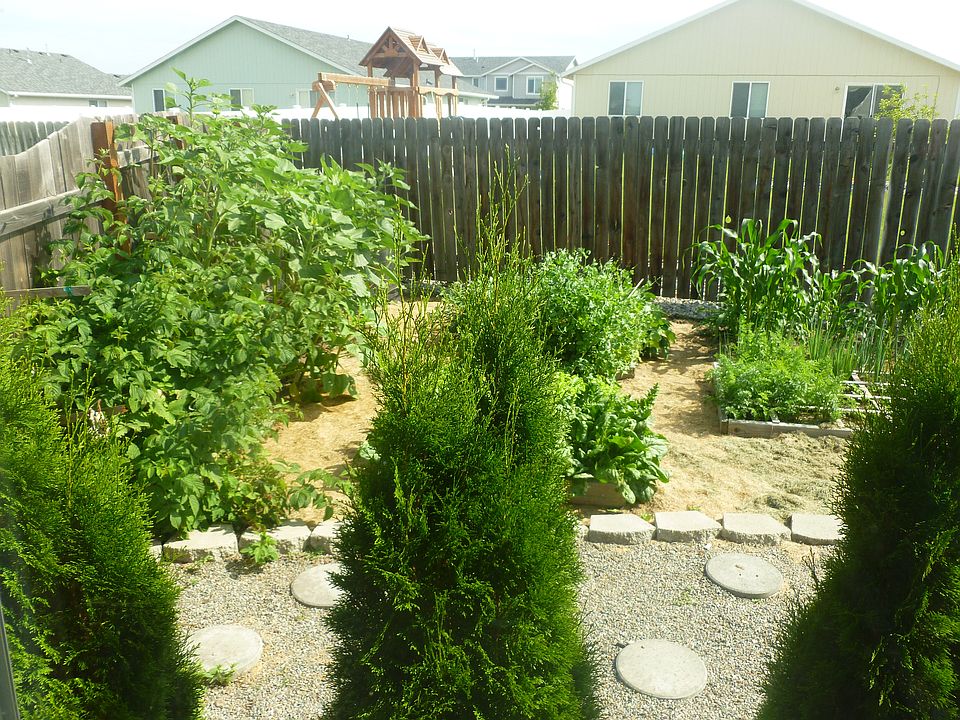 The garden in mid summer