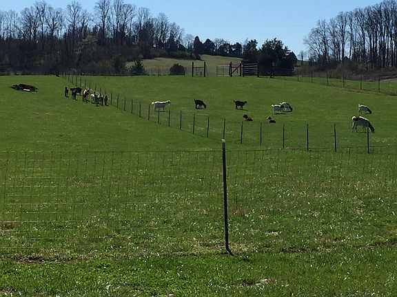 Three Fenced Pastures