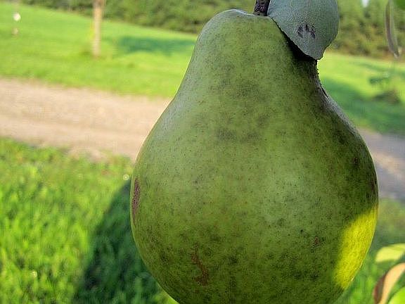 Productive Pears