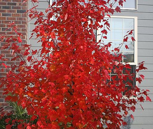 Front Yard Maple