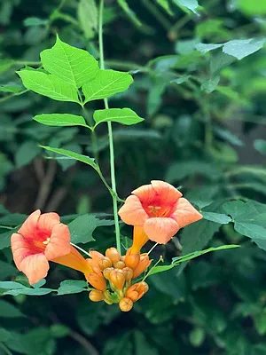 Rented by AAU Real Estate Advisors | media 34