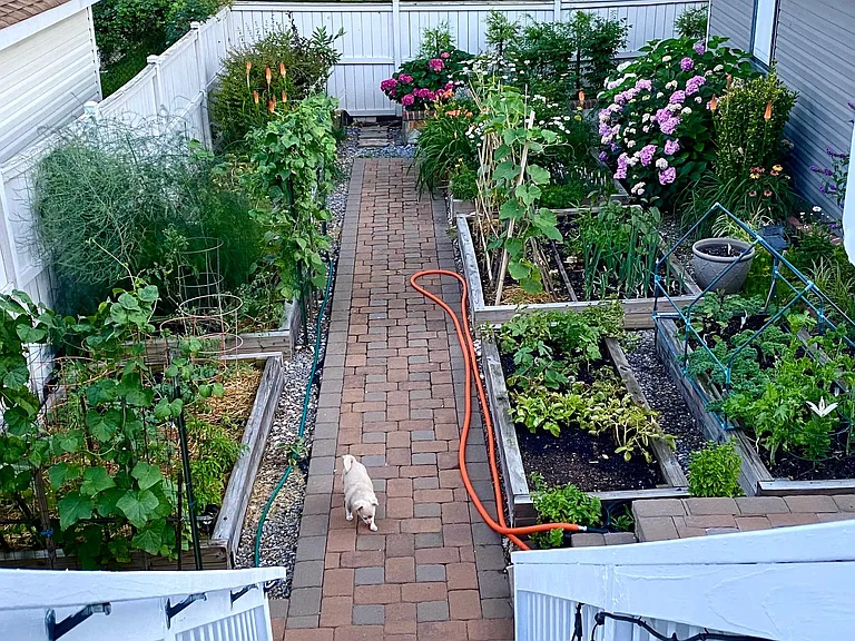 backyard/ completely fenced (July 2021)