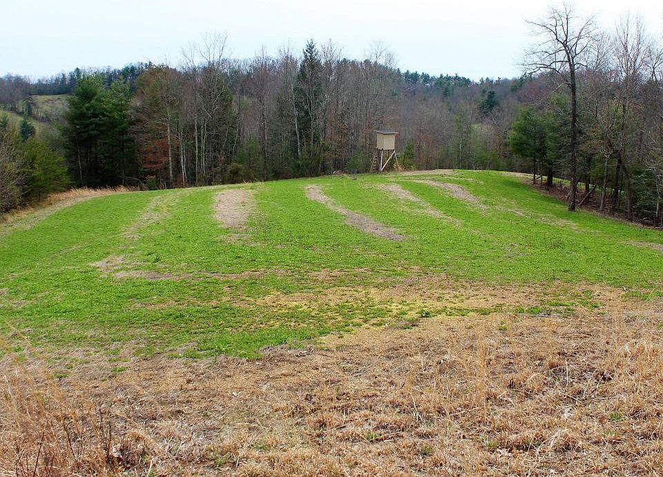 South central lush white clover field with shooting house