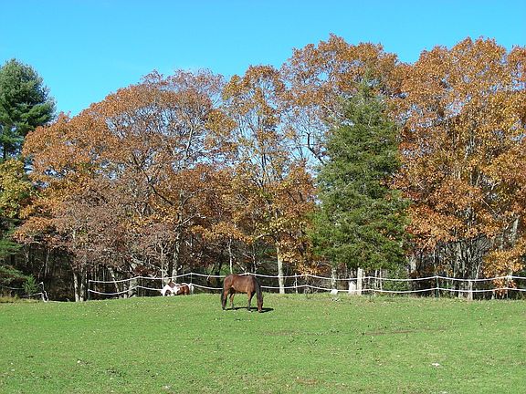 Horse Pasture