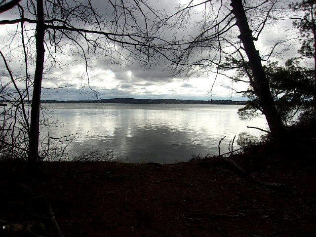 1st image of 20 Acres Milarch