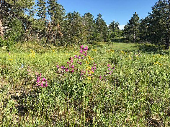 3rd image of Lost Lake Drive 35 Acre Lots