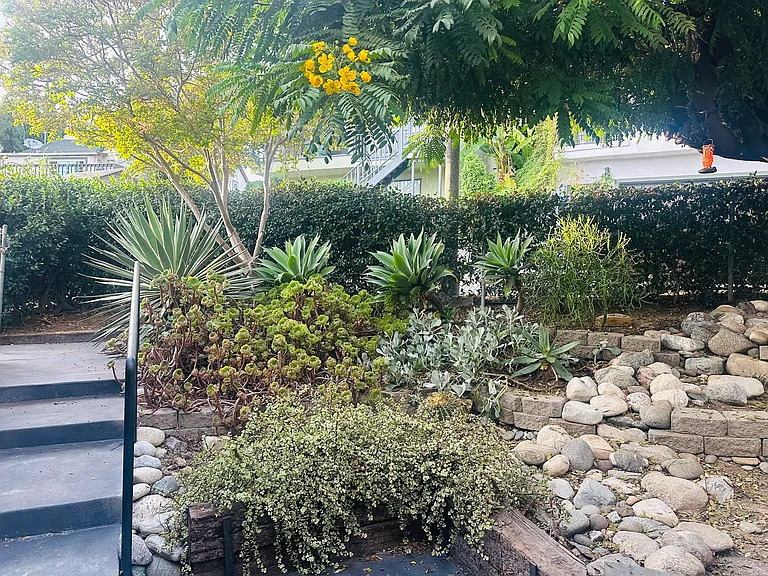 Front yard, drought tolerant plants