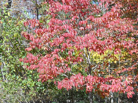 Fall in back yard