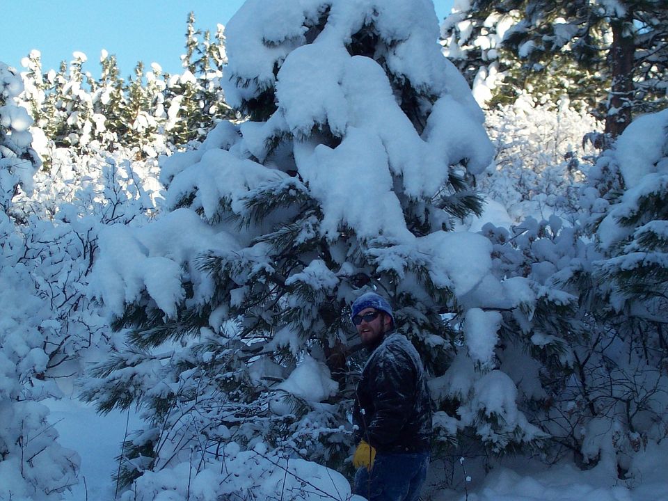 Cut down your own X-Mas Tree