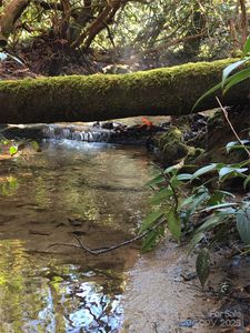 999 Lakewood Dr, Cedar Mountain, NC, 28718