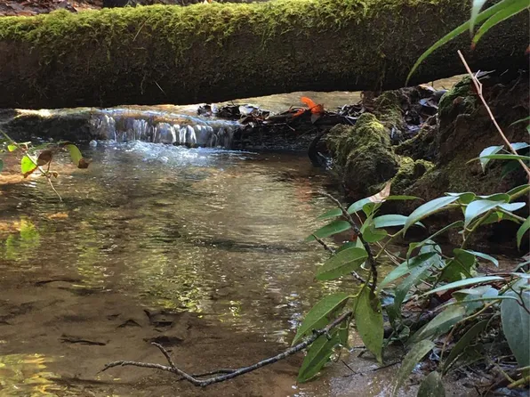 999 Lakewood Dr, Cedar Mountain, NC 28718