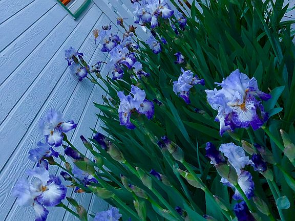 Iris in bloom near porch