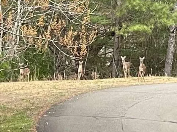 33 Buck Creek Rd, Ellijay, GA 30540