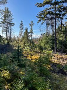 0 Cold Brook Rd, Vermontville, NY, 12989
