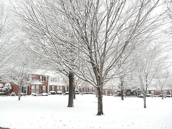Beautiful Treed Courtyards blocks from SouthEnd!