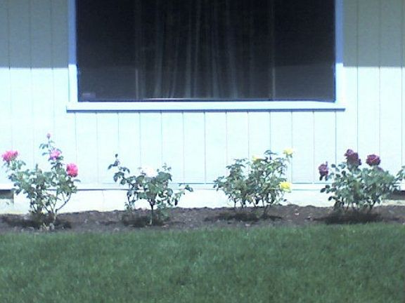 Roses