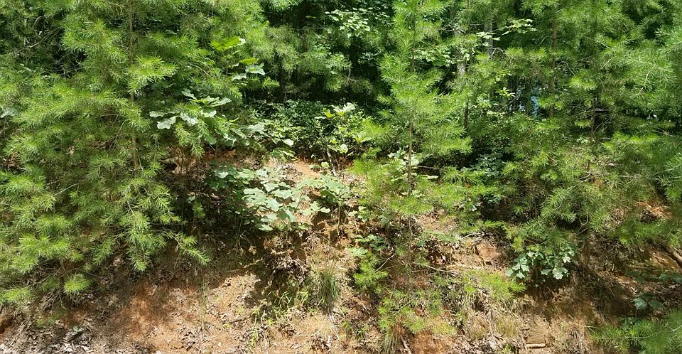 2nd image of 53 River Trl